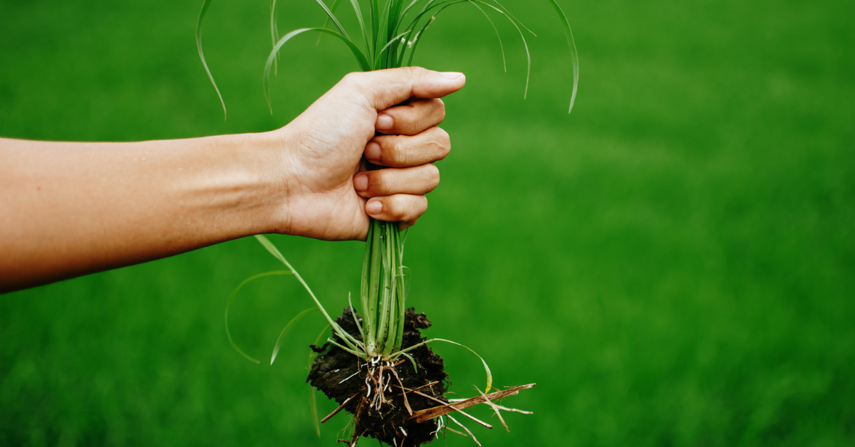 Comment fabriquer son désherbant naturel Comment fabriquer son désherbant naturel