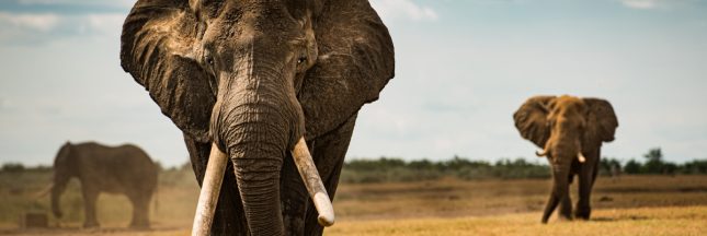 un éléphant Tusker en Afrique.