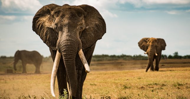 Botswana : un chasseur paie 50.000 $ pour abattre un éléphant très rare