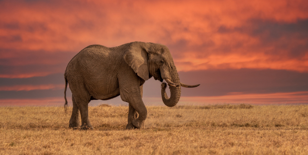 un éléphant Tusker