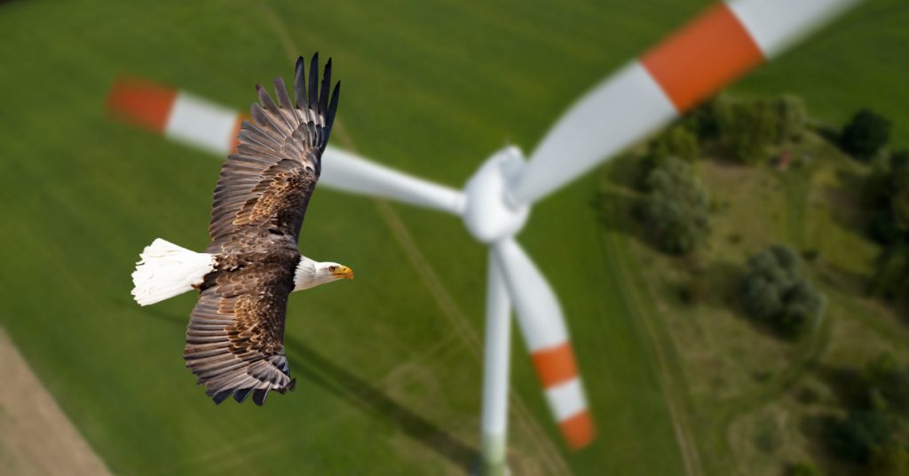 Plus de 150 aigles tués par des pales d’éoliennes : une entreprise américaine condamnée