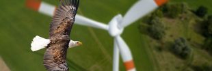 Plus de 150 aigles tués par des pales d'éoliennes : une entreprise américaine condamnée