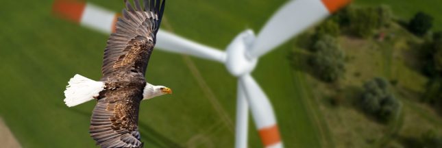 un aigle et une éolienne