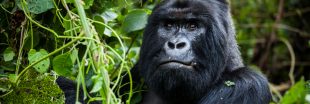 Chicago : un gorille accro aux smartphones des visiteurs du zoo