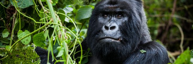 un gorille accro au smartphone