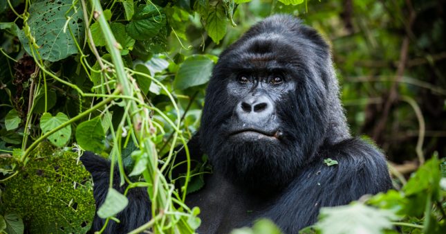 Chicago : un gorille accro aux smartphones des visiteurs du zoo