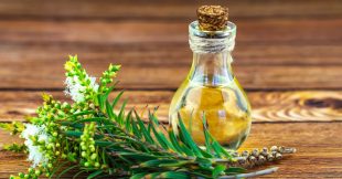 Arbre à thé : 6 manières d'utiliser l'huile essentielle au quotidien