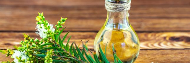 huile essentielle arbre à thé