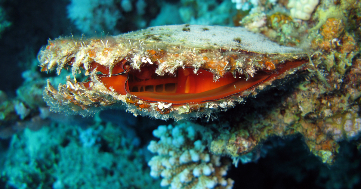 Grâce aux cendres des morts, cette start-up fabrique des habitats pour les huîtres