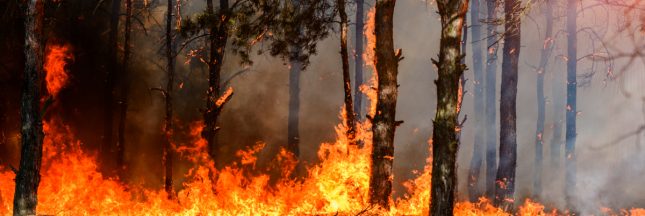 un incendie de forêt en 2021
