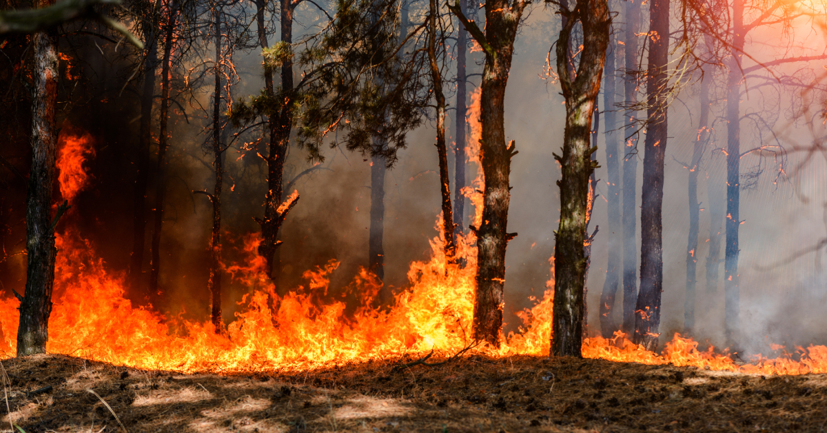 Espagne : des émissions de CO2 folles dues aux incendies