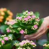 Bouture d'avril : multiplier facilement votre kalanchoe