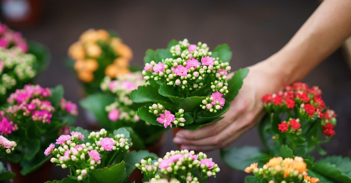 En avril : bouturer le Kalanchoe d’appartement