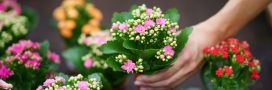 Bouture d'avril : multiplier facilement votre kalanchoe