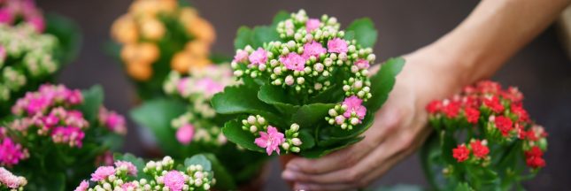 kalanchoe
