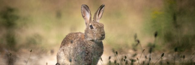 un lapin de garenne