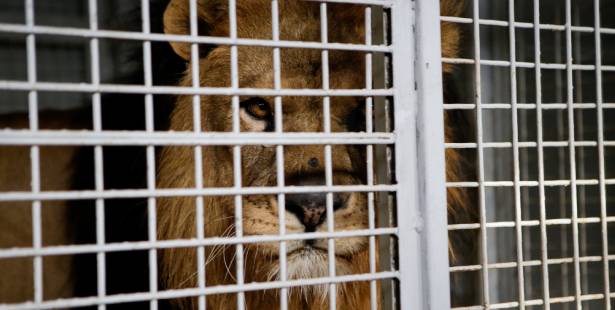 un lion de cirque en cage 