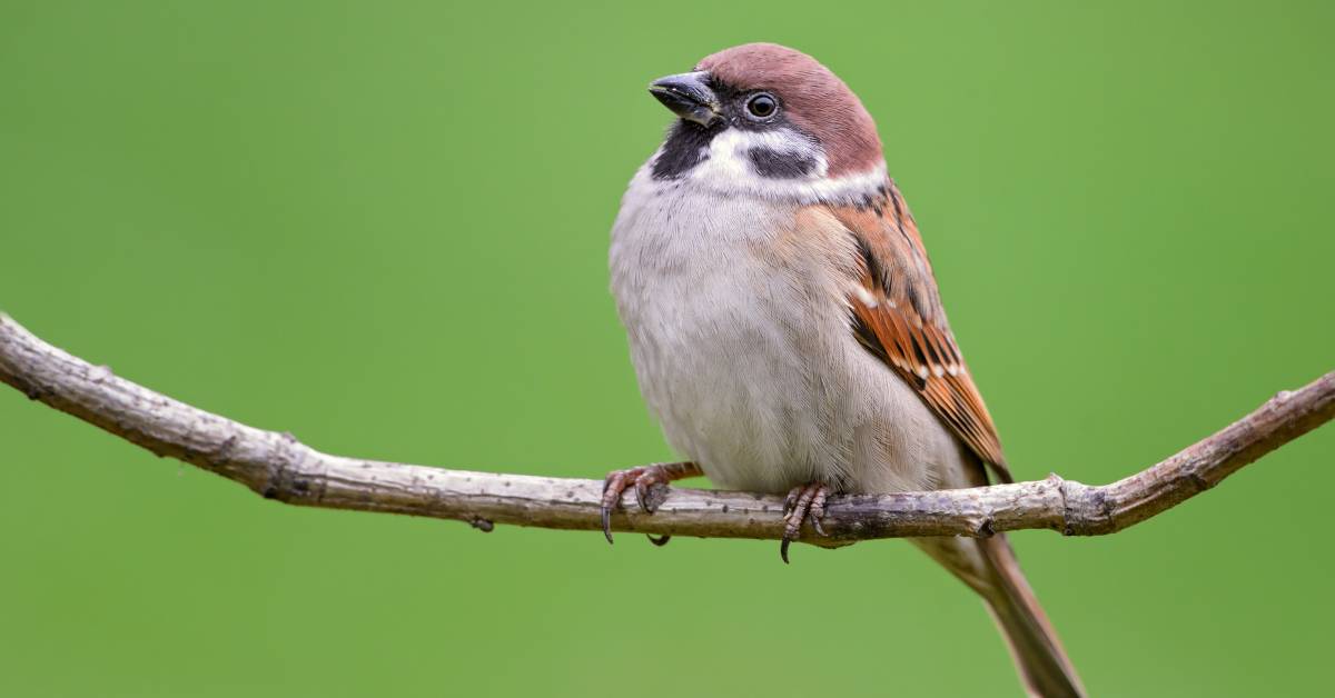 En 40 ans, plus de 600 millions d’oiseaux ont disparu en Europe