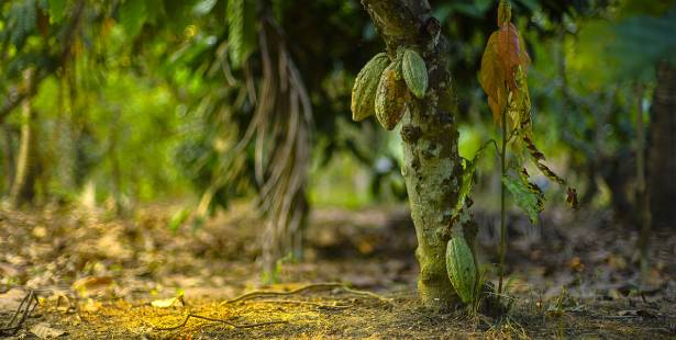 une plantation de cacao 