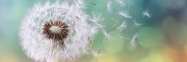 Allergies au pollen : des remèdes naturels existent, faites confiance à la nature !