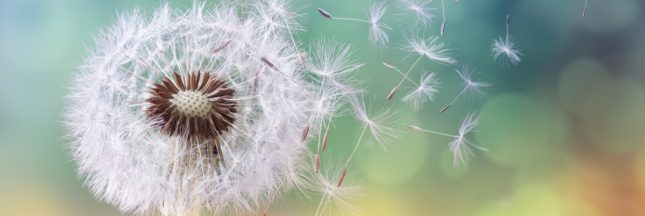 Se protéger naturellement des allergies au pollen