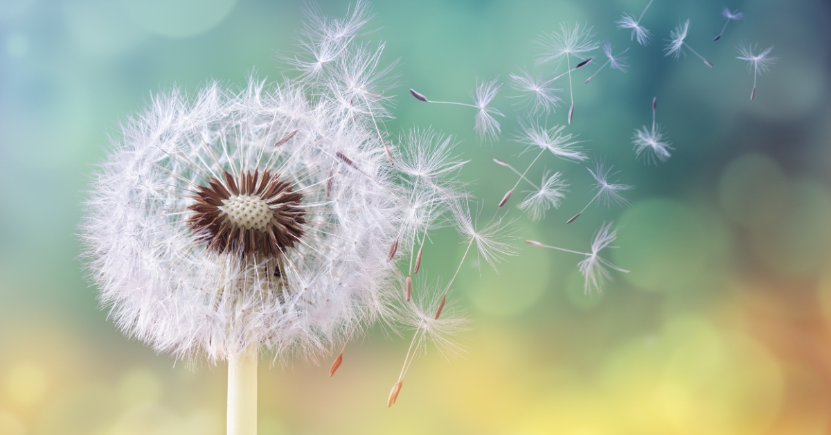 Allergies au pollen : des remèdes naturels existent, faites confiance à la nature ! Allergies au pollen : des remèdes naturels existent, faites confiance à la nature !