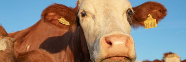 une vache montbéliarde