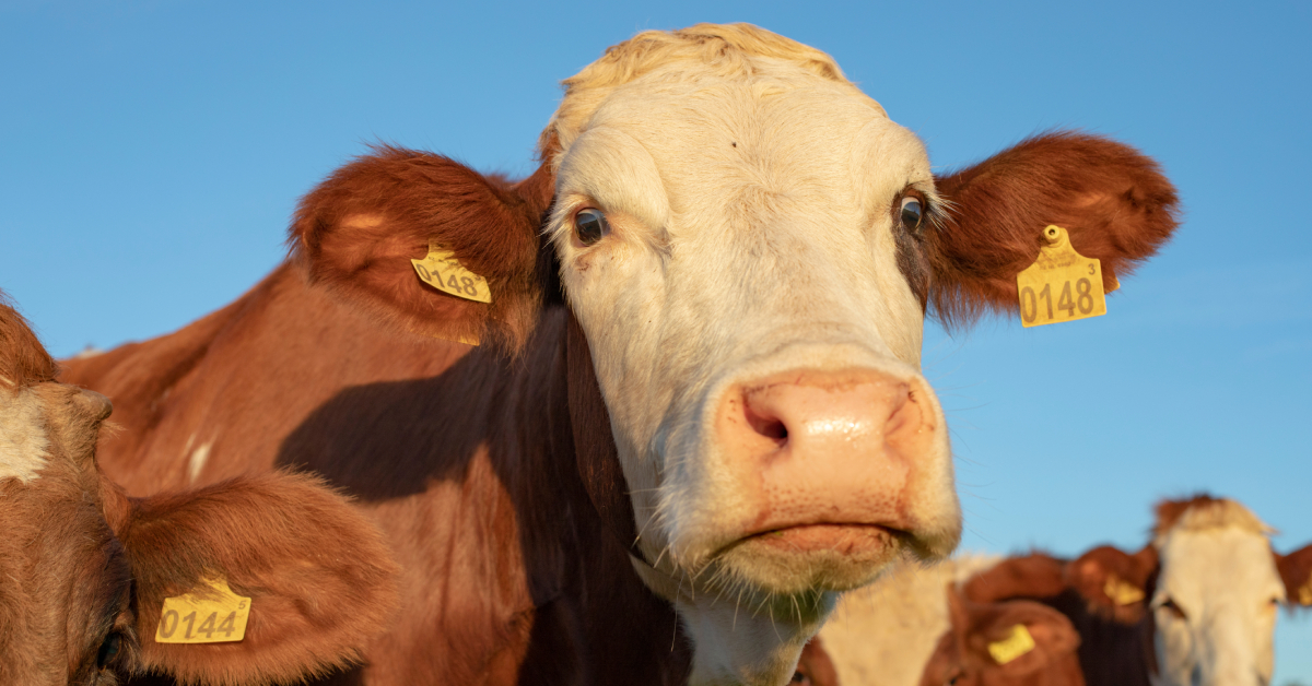 Une vache découverte dépecée, un appel à témoins lancé