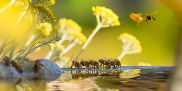 la journée mondiale des abeilles