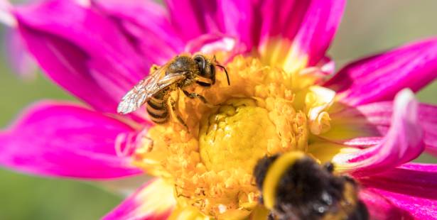journée mondiale des abeilles 2022
