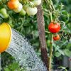 Arrosage : l'astuce pour savoir si vos tomates ont soif Arrosage : l'astuce pour savoir si vos tomates ont soif