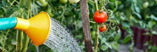 Arrosage : l'astuce pour savoir si vos tomates ont soif