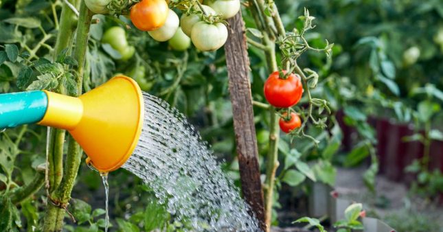 Arrosage : l’astuce pour savoir si vos tomates ont soif