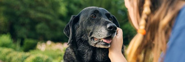 enterrer son animal de compagnie