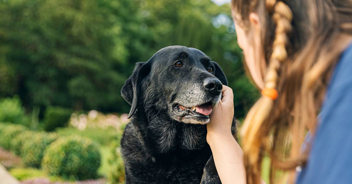 Mon animal de compagnie est mort : « cercueil » écologique, enterrement… quelles solutions ?