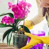 Orchidée fanée : comment la sauver et la faire refleurir Orchidée fanée : comment la sauver et la faire refleurir