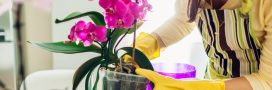 Orchidée fanée : comment la sauver et la faire refleurir