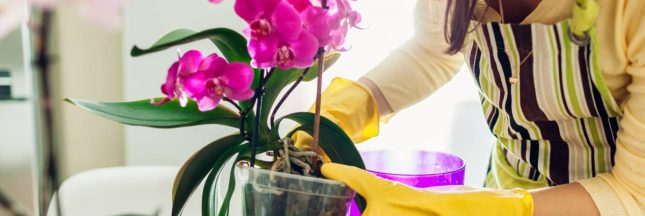 femme qui s'occupe d'une orchidée