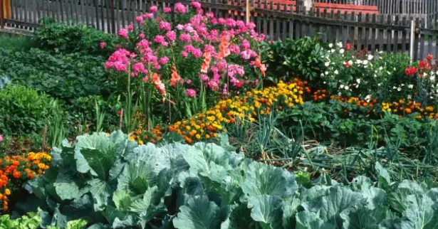 Jardinage : quelles fleurs pour protéger votre potager ?