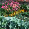 Jardinage : quelles fleurs pour protéger votre potager ?