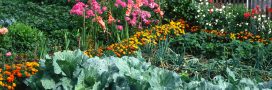 Jardinage : quelles fleurs pour protéger votre potager ?
