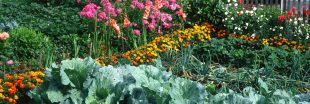 Jardinage : quelles fleurs pour protéger votre potager ?