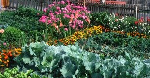 Jardinage : quelles fleurs pour protéger votre potager ?