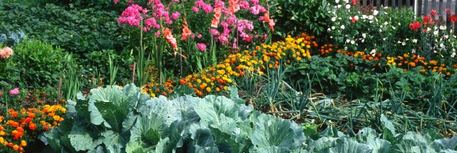 des fleurs pour protéger le potager