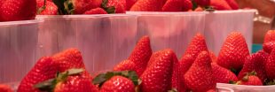 Fraises d'Espagne : les abus continuent, leur boycott se fait attendre