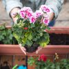 Géraniums : comment obtenir une belle floraison cet été ?