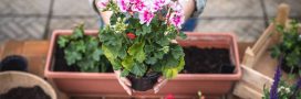 Géraniums : comment obtenir une belle floraison cet été ?