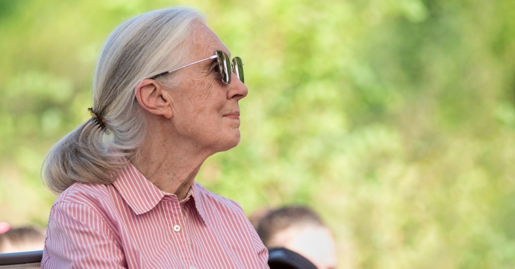 Les grandes figures de la transition écologique : Jane Goodall