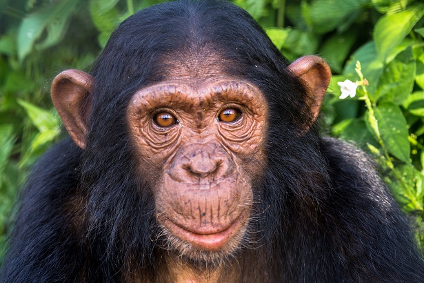 jane goodall chimpanzé