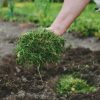 Faire un paillage avec la tonte de pelouse Faire un paillage avec la tonte de pelouse